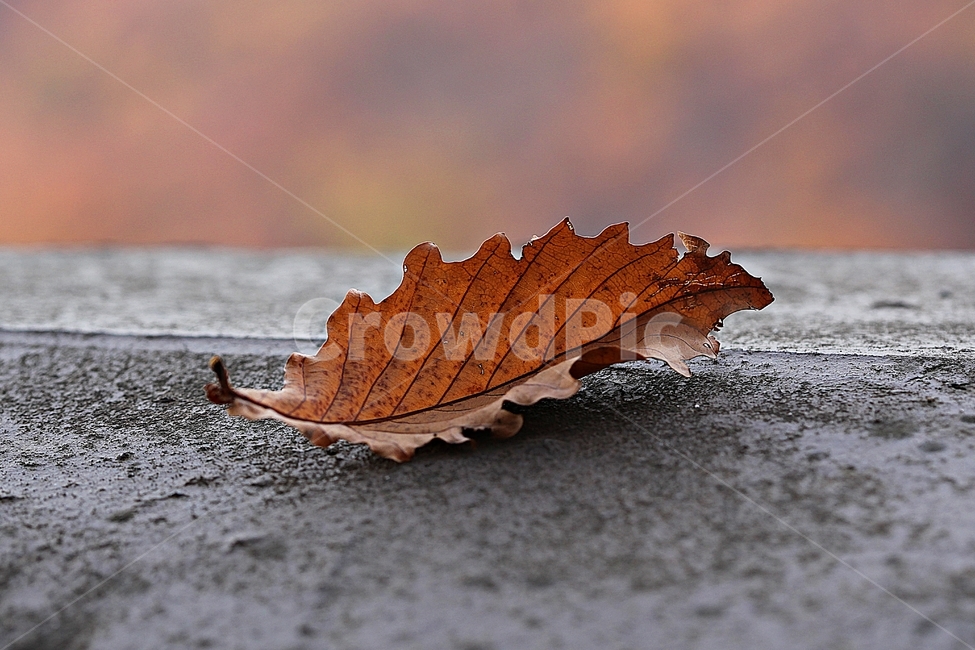 낙엽,단풍,가을,식물,자연,잎,나무잎,가을,계절,fall,autumn,season,식물,자연,plants,nature