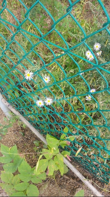 꽃,국화,화초,식물,나무,식물,자연,plants,nature