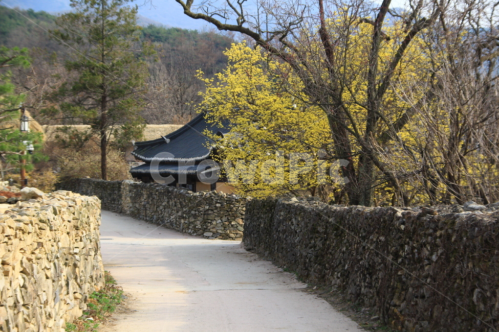 가을,산수유,노랑,기와,쓸쓸함