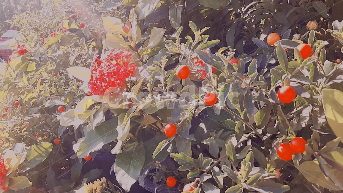 plant,식물,fruit,과일,꽃,flower
