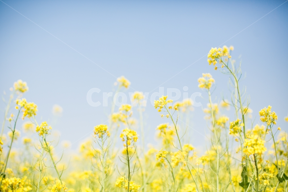 유채꽃,노란색,노랑,꽃밭,yellow,Rapeflower,flower,감성사진,봄,계절,spring,season,식물,자연,plants,nature,꽃,flower,감성,sensible,feeling,field,들,grassland,목초지,outdoors,옥외