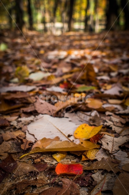 계절,가을,낙엽,자연,조화,가을,계절,fall,autumn,season,식물,자연,plants,nature,plant,leaf,잎