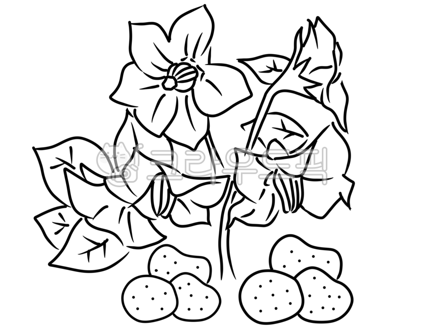 감자밭,감자밭일러스트,감자,감자밭그림,감자밭도안,감자밭색칠도안,감자도안,감자색칠도안,감자드로잉,감자밭드로잉,감자꽃,감자꽃드로잉,감자꽃일러스트,감자꽃그림,감자꽃도안