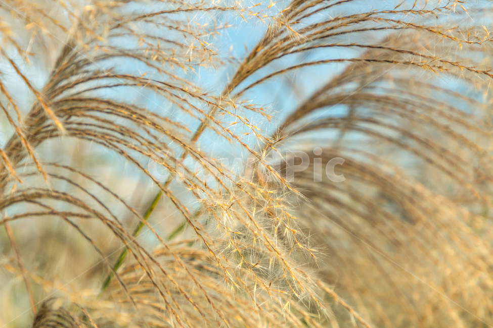 갈대,억새,자연,풍경,가을,계절,하늘공원,공원,풀,가을,계절,fall,autumn,season,자연,풍경,nature,landscape,plant,식물,grass,잔디,reed,lawn