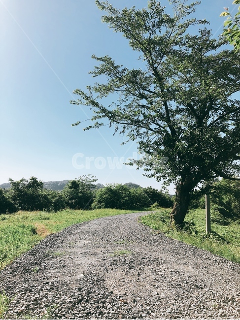 돌길,나무,하늘,초원,꼬부랑길,자연,풍경,nature,landscape,gravel,자갈,road,도로,dirt road,흙길