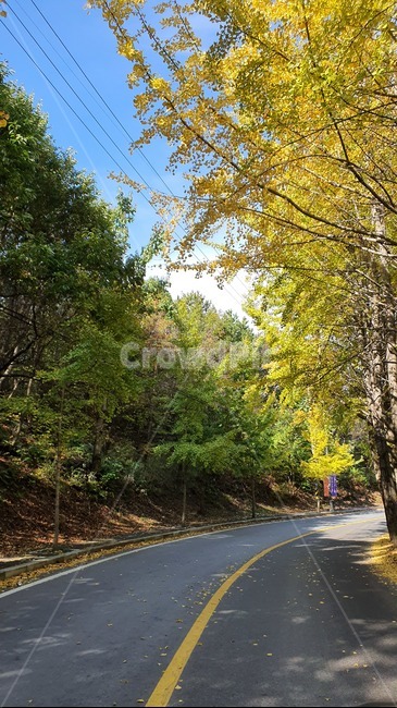 가을,하늘,도로,아스팔트,숲,나무,식물,road,plant,tree