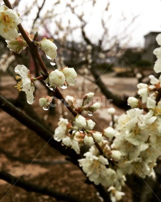 꽃,나무,자연,하얀꽃,자두꽃,비,물방울,물,힐링,봄,계절,spring,season,식물,자연,plants,nature,꽃,flower,plant,blossom