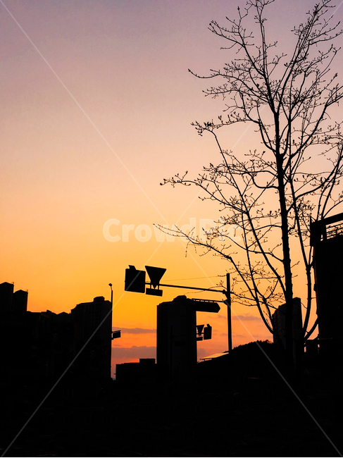 노을,석양,야경,나무,블랙암,도시,풍경,city,landscape,실루엣,그림자,silhouette,shadow,nature,자연,outdoors,옥외
