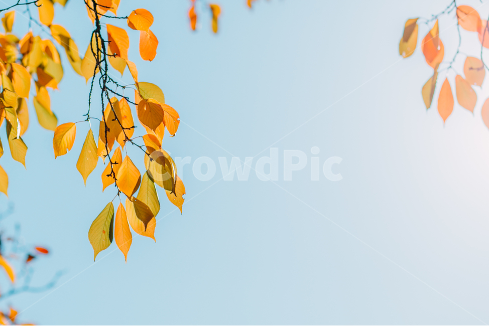 잎,나뭇잎,leaf,가을,단풍,자연,계절,나무,배경,하늘,nature,plant,tree,sky,season,background,green,가을,계절,fall,autumn,season,식물,자연,plants,nature