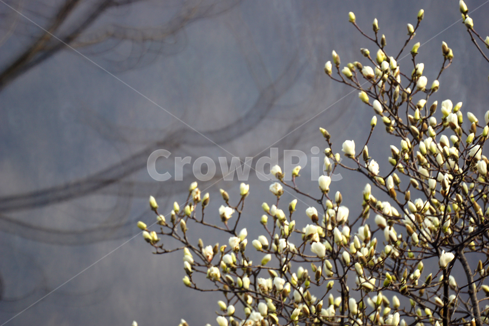 산슈유,봄,노랑,축제감성,목련,봄,계절,spring,season,식물,자연,plants,nature,꽃,flower