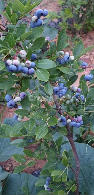 블루베리,blueberry,과일,fruit,food,블루베리나무