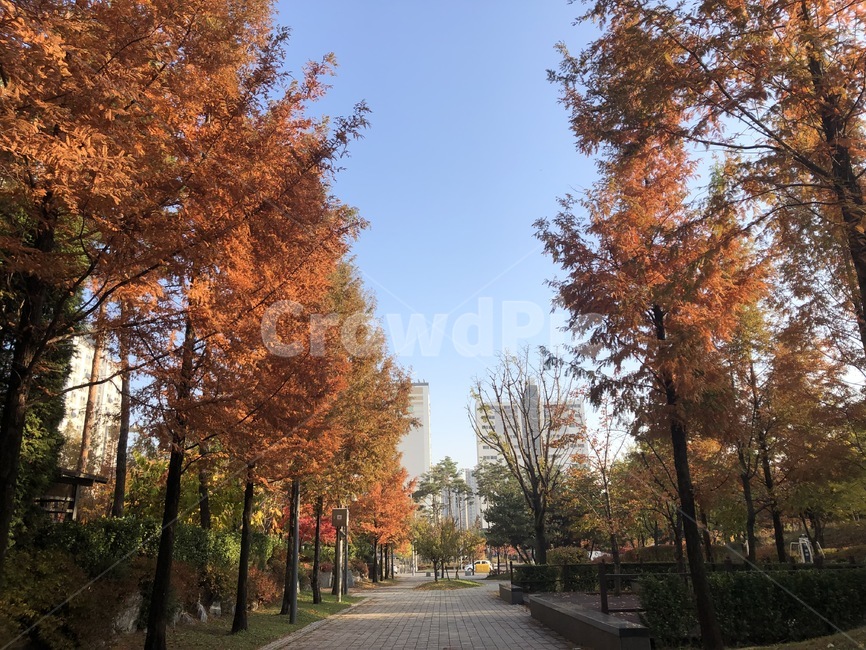 동네,산책길,단풍잎,가을,나무,가을,계절,fall,autumn,season