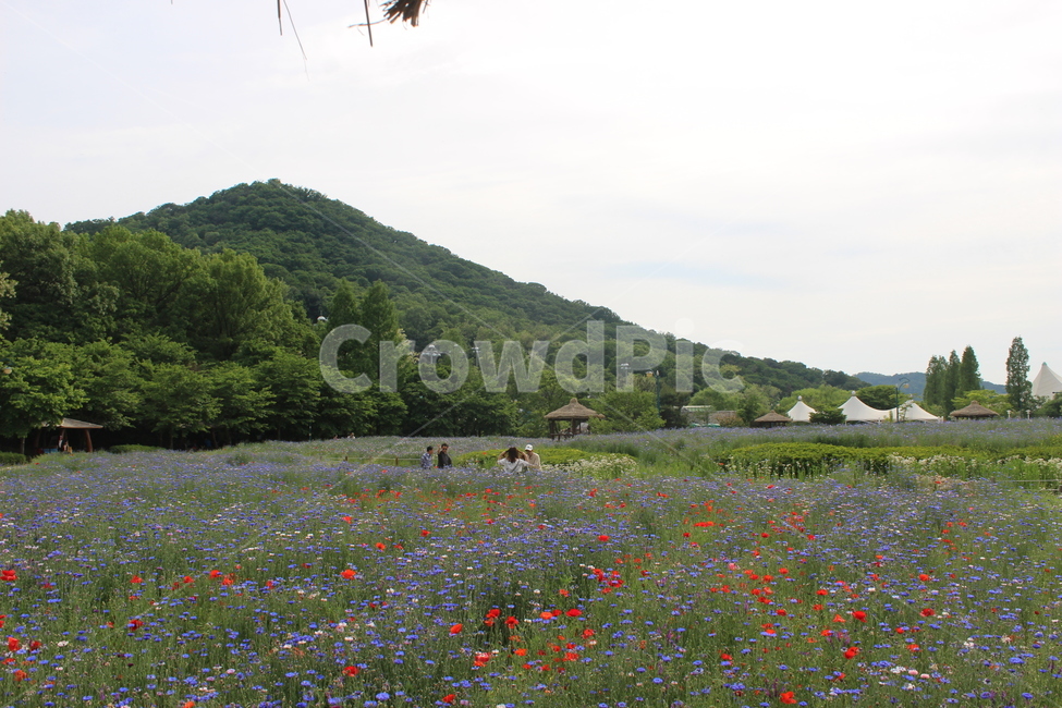 양귀비,수레국화,꽃밭,꽃,flower,flowers