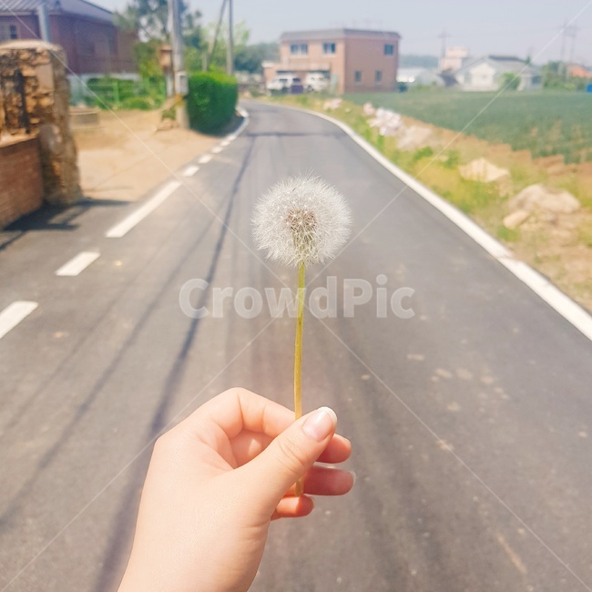 plant,민들레,홀씨,민들레홀씨,도로,꽃,길,시골,손,풍경,배경,감성