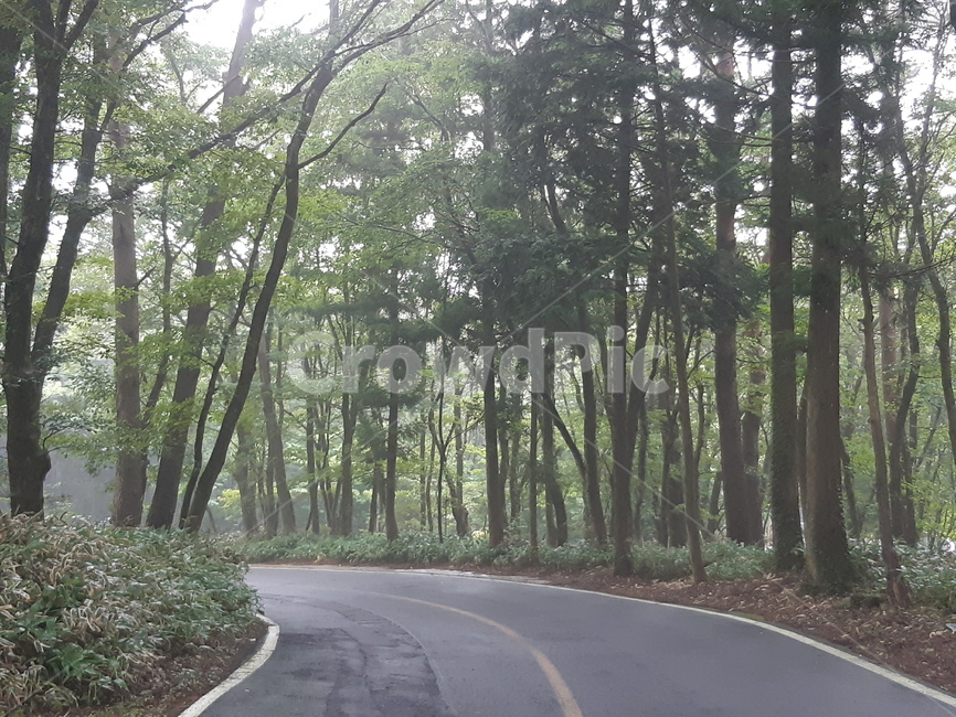 제주도,삼나무숲,삼나무,비오는삼나무숲길,숲길,자연,풍경,nature,landscape,road,도로,asphalt,아스팔트,freeway,고속 도로