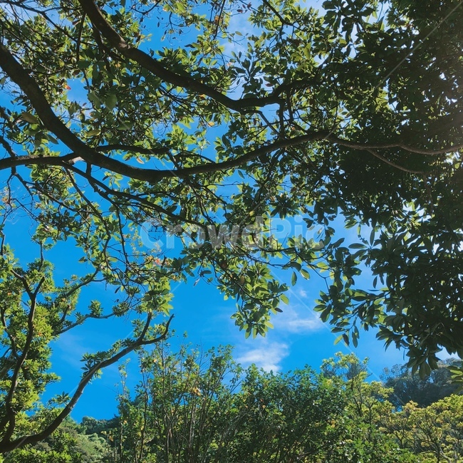 tree,나무,식물,treetrunk,plant,나무줄기,자연,풍경,nature,landscape,식물,plants,나무,trees,wood