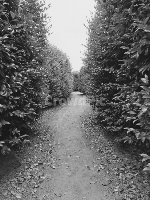 제주도,흑백,미로,여름,오후,나무,자연,풍경,nature,landscape,흑백,모노톤,monochrome,black and white,road,도로,dirt road,흙길,gravel,자갈,path,통로