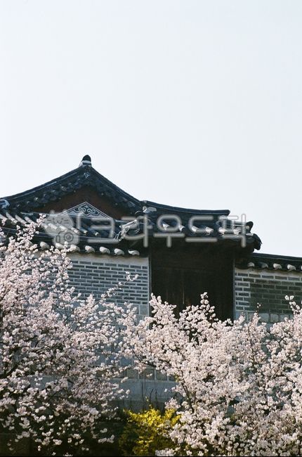 cherry blossom,cherry tree,palace,palace,spring,spring