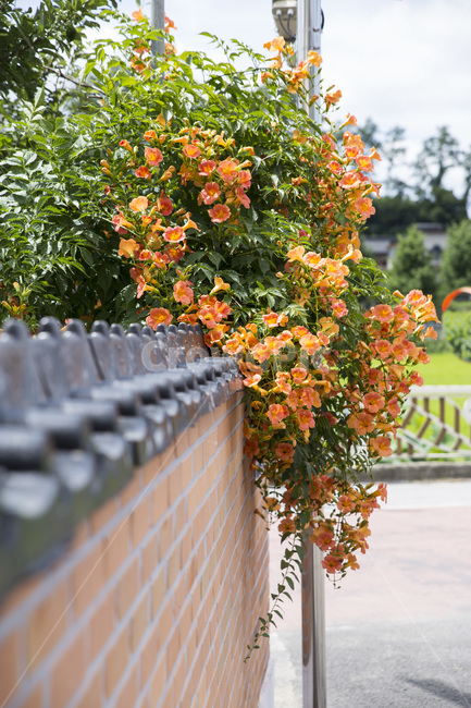 식물,꽃,담장,벽,벽돌,배경지,식물,자연,plants,nature,꽃,flower