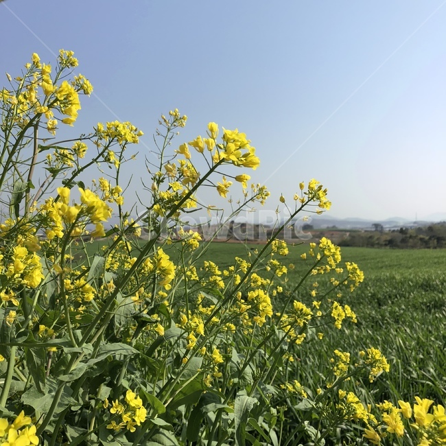 유채,유채꽃,봄꽃,봄,꽃사진,봄풍경,하늘,예쁜사진,봄,계절,spring,season,식물,자연,plants,nature,꽃,flower,field,들,outdoors,옥외,grassland,목초지