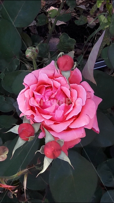 2018서울장미축제,빨간장미,봉우리,사랑합니다,꽃,식물,자연,plants,nature,꽃,flower