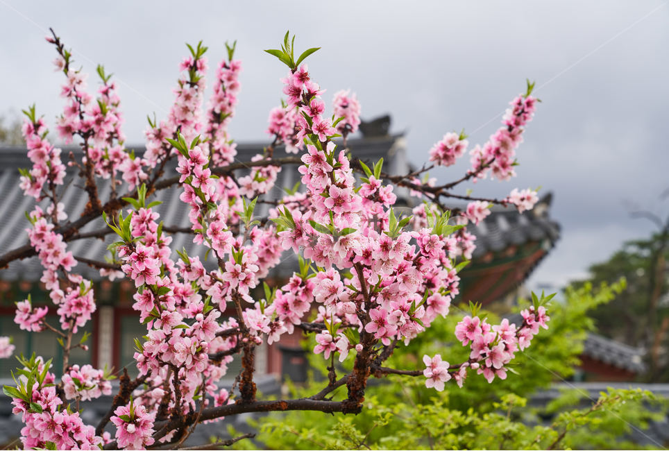 복사꽃,복숭화꽃,고궁,한국,꽃,자연,풍경,nature,landscape,한국자연풍경,한국자연경관,korea nature landscape,한국전통,한국문화,korean traditional,korean culture,식물,plants,꽃,flower,나무,trees,wood,plant,blossom