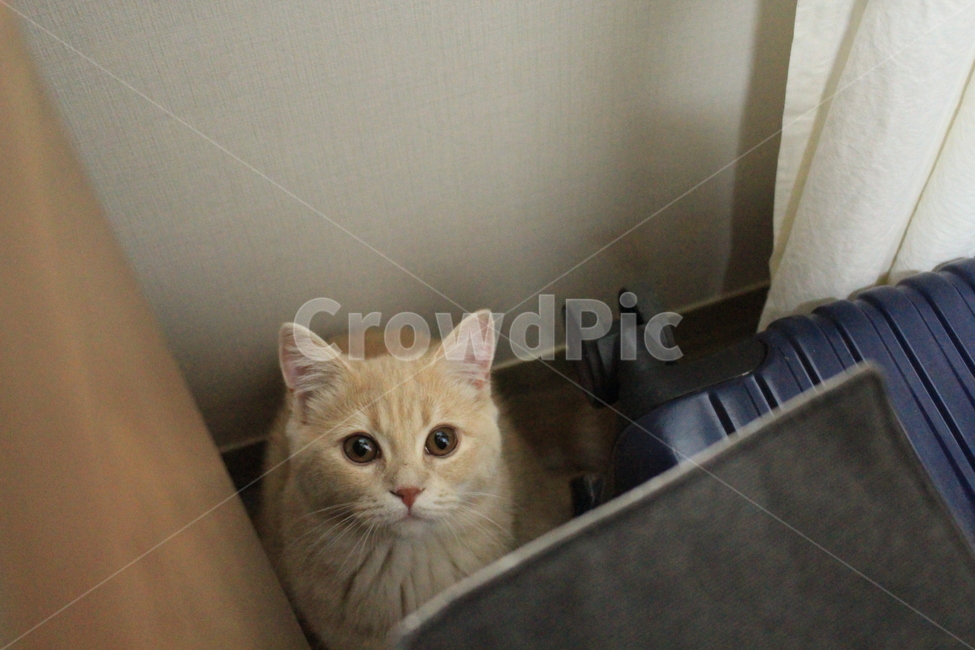 고양이,보리,브리티쉬숏헤어,귀여움,말썽꾸러기