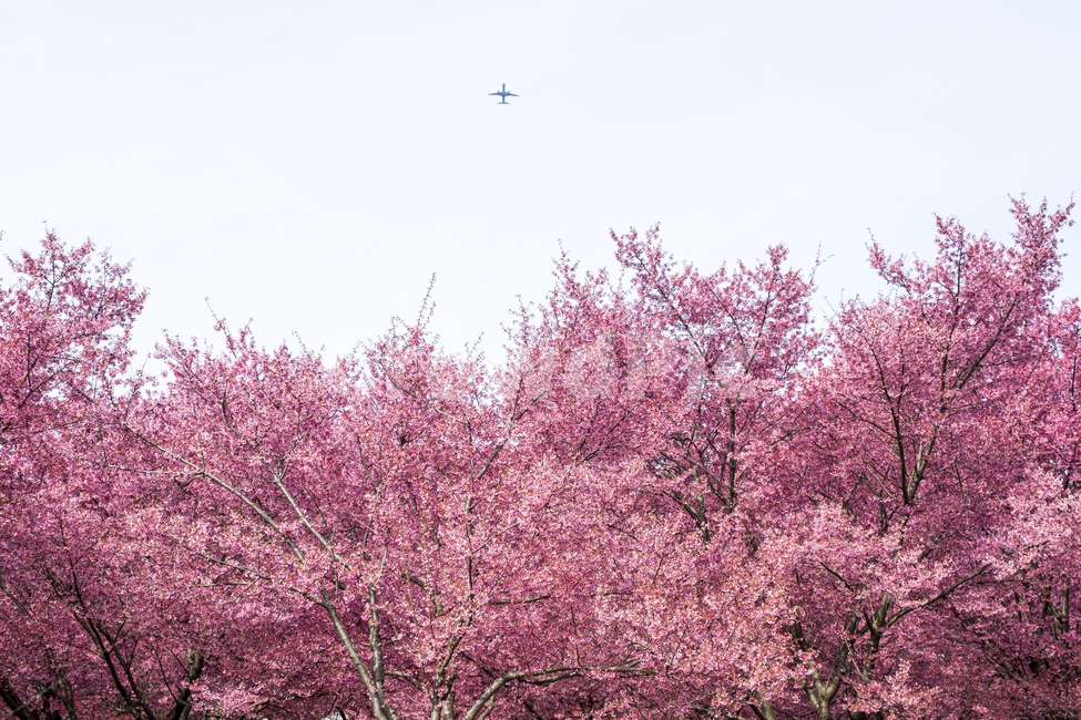 flower,blossom,식물,plant,벚꽃,꽃,봄,핑크,분홍,분홍색,하늘,빛,햇빛,tree,spring,cherry,bloom,plane,silhouette,식물,자연,plants,nature,꽃,flower