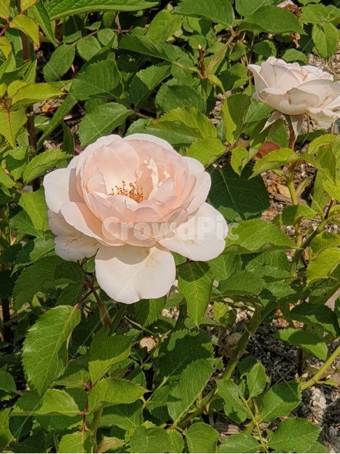 흰색장미,장미꽃,믹스장미,5월장미,장미축제