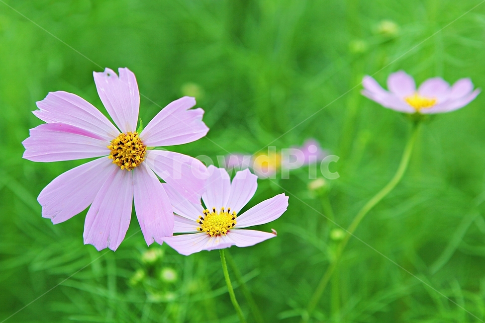 코스모스,꽃,꽃잎,식물,자연,공원,가을,가을꽃,식물,자연,plants,nature,꽃,flower