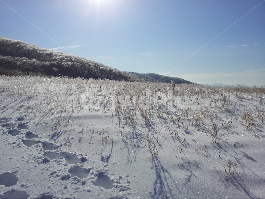 오대산,상고대,설경,눈,겨울,국립공원,겨울,계절,winter,season,자연,풍경,nature,landscape,outdoors,옥외,mountain,산