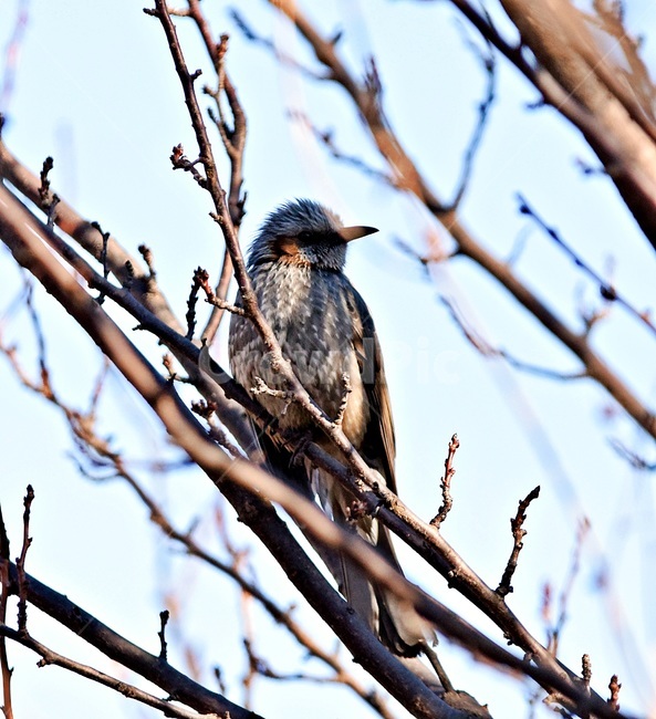 bird,새,animal,참새,동물,동물,animal,조류,새,birds