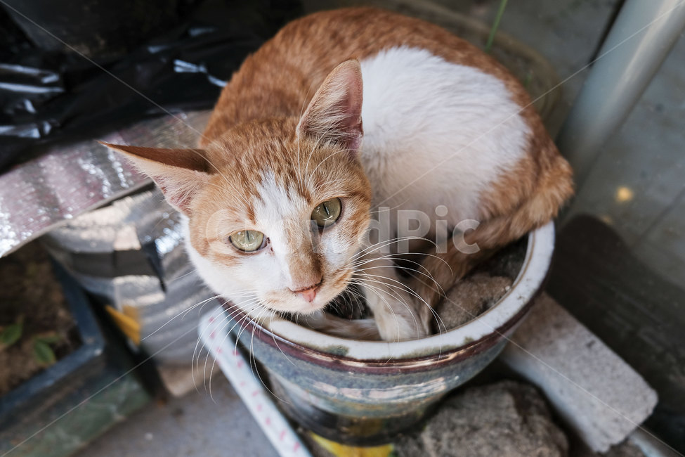 고양이,냥이,길냥이,포유류,동물,animal,cat,mammalia,동물,animal,포유류,mammal,고양이,cat,kitten,kitty