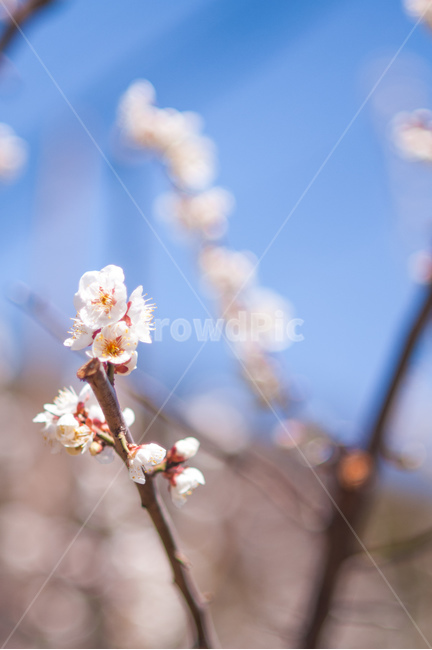 꽃,벛꽃,봄,새싹,푸른하늘