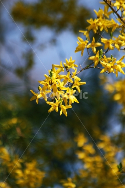 plant,식물,개나리,노란색,꽃