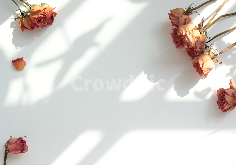 plant,식물,꽃,flower,말린장미,그림자