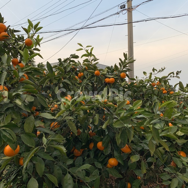제주도,제주,귤,과일,과일나무,식물,자연,plants,nature,과일,열매,fruit