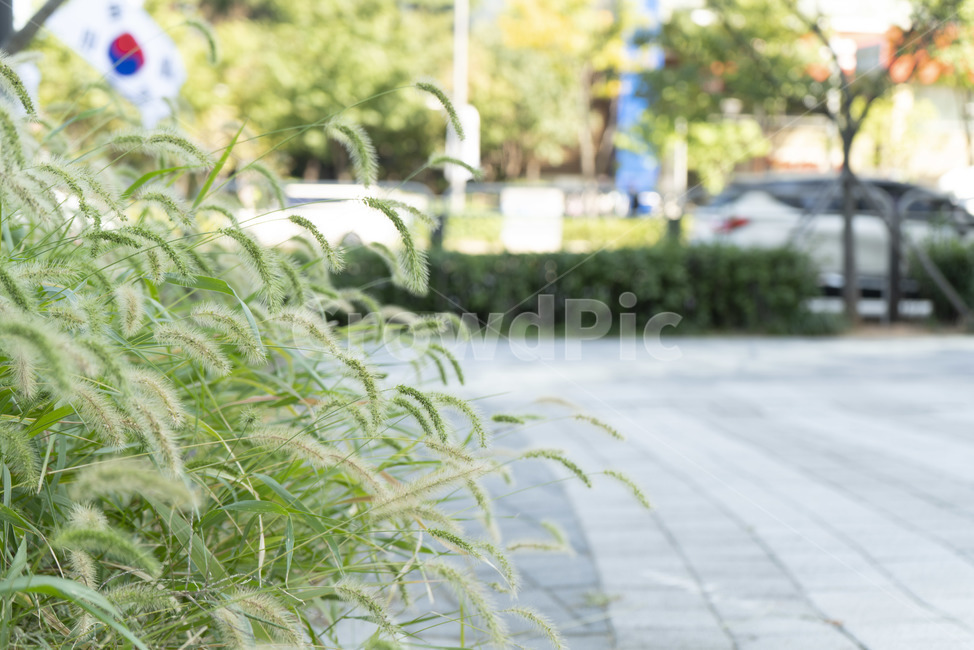 청보리,보리,풀,길거리,보도블럭,거리,자연,식물,자연,plants,nature