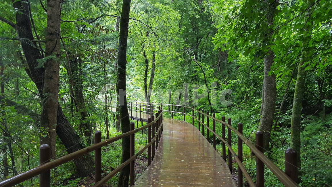 여름,자연,풍경,비,강원도,오대산,감성,자연,풍경,nature,landscape,railing,난간,banister,handrail