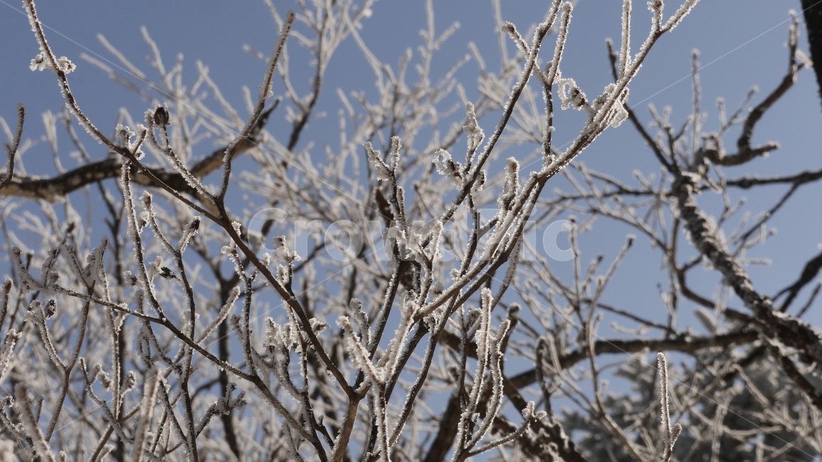 눈꽃,겨울,눈산,태백산,풍경,자연,등산,설경,겨울,계절,winter,season,식물,자연,plants,nature