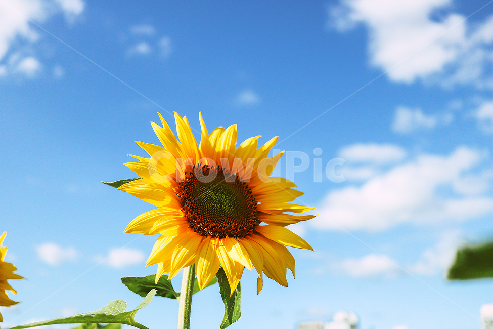 해바라기,가을,sunflower,파란하늘,하늘,가을하늘,plant,식물