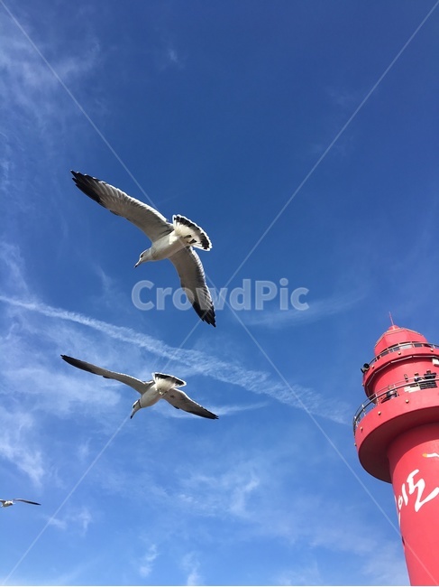 갈매기,하늘,오이도,빨간등대,새,조류,동물,bird,탑,tower,flying,전망