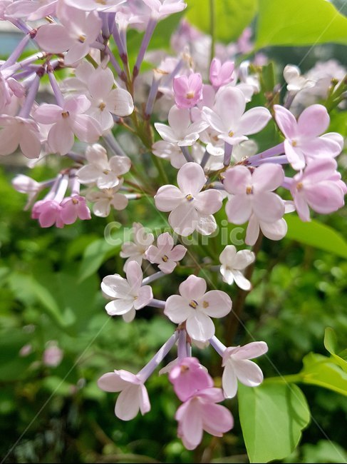 봄,라일락,꽃,봄꽃,꽃잎,꽃술,분홍,화사한,만개,lilac,flower,springflower,pink,blossom,봄,계절,spring,season,식물,자연,plants,nature,꽃,flower,plant