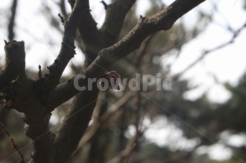 plant,식물,tree,나무,새싹,새순,봄,spring,brown