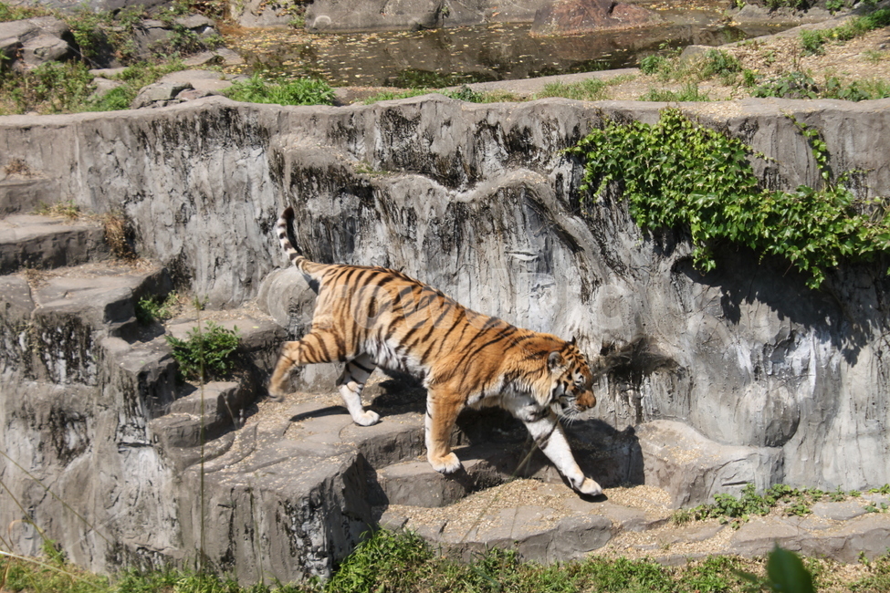 호랑이,일본호랑이,일본동물원,동물원,맹수,동물,animal,포유류,mammal