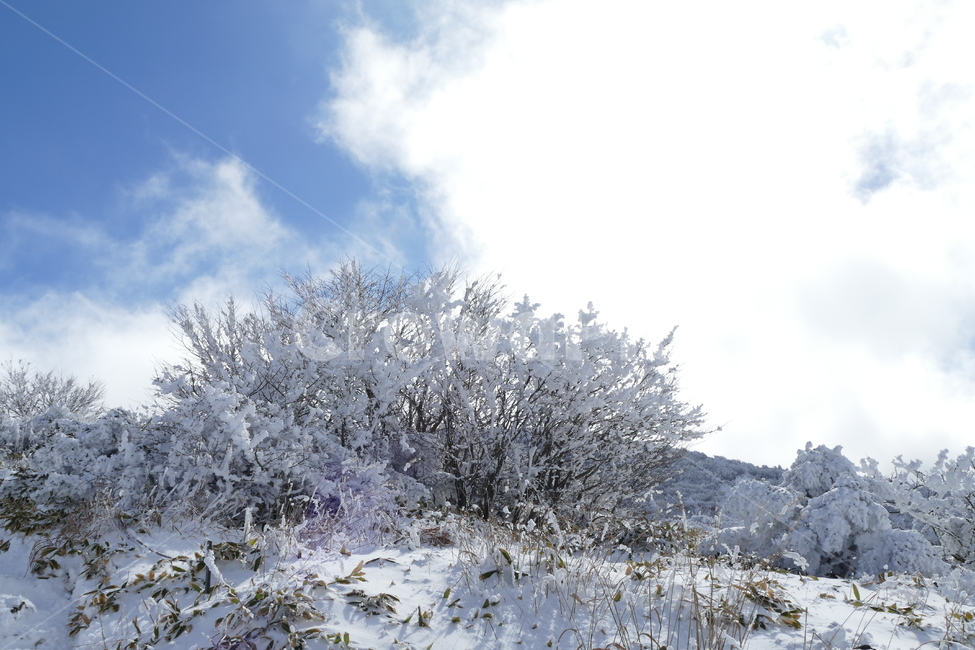 한라산,겨울산,설산,눈내린산,눈꽃,겨울,계절,winter,season,자연,풍경,nature,landscape,outdoors,옥외,snow,눈,frost,서리
