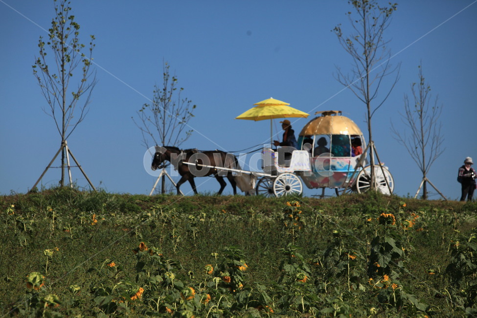 person,wagon,말손수레,transportation,교통