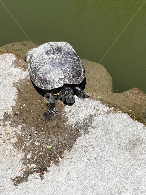 거북이,동물,양서류,거북,turtle