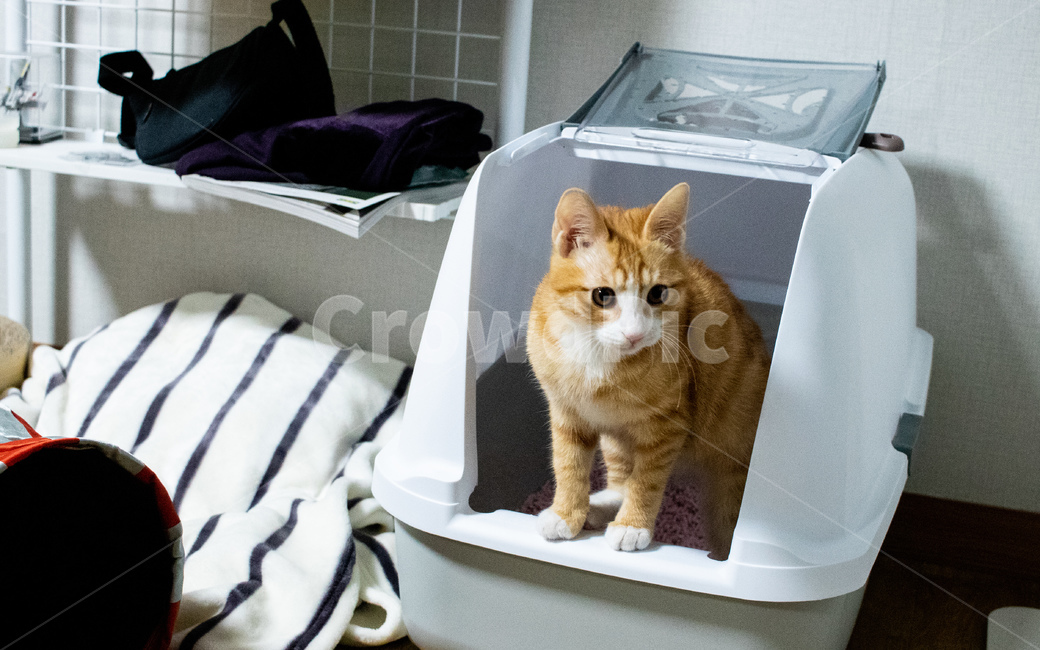 고양이,코리아숏헤어,코숏,아기고양이,치즈태비,치즈고양이,동물,animal,포유류,mammal,고양이,cat,kitten,kitty