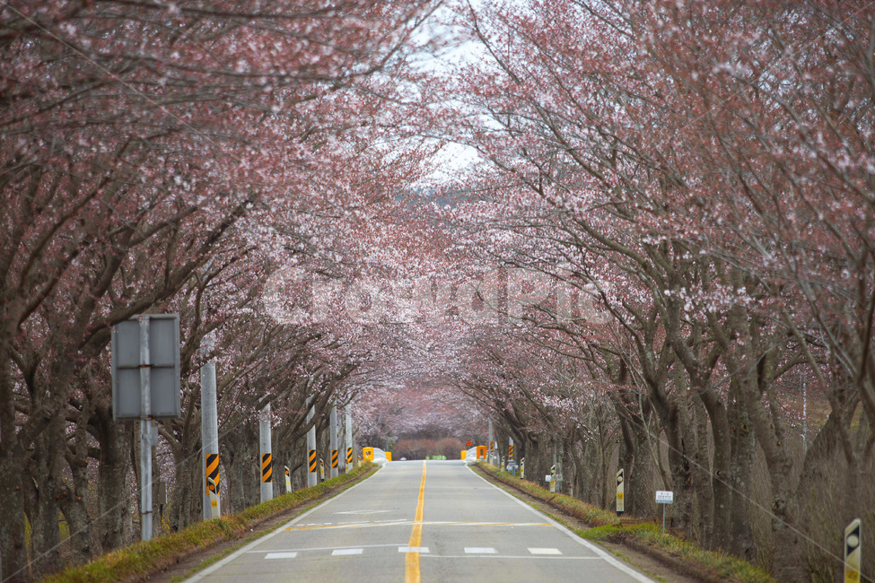 꽃,flower,식물,plant,blossom,벚꽃,봄,계절,spring,season